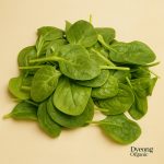 Organic Salad - Baby Spinach (100g) Australia