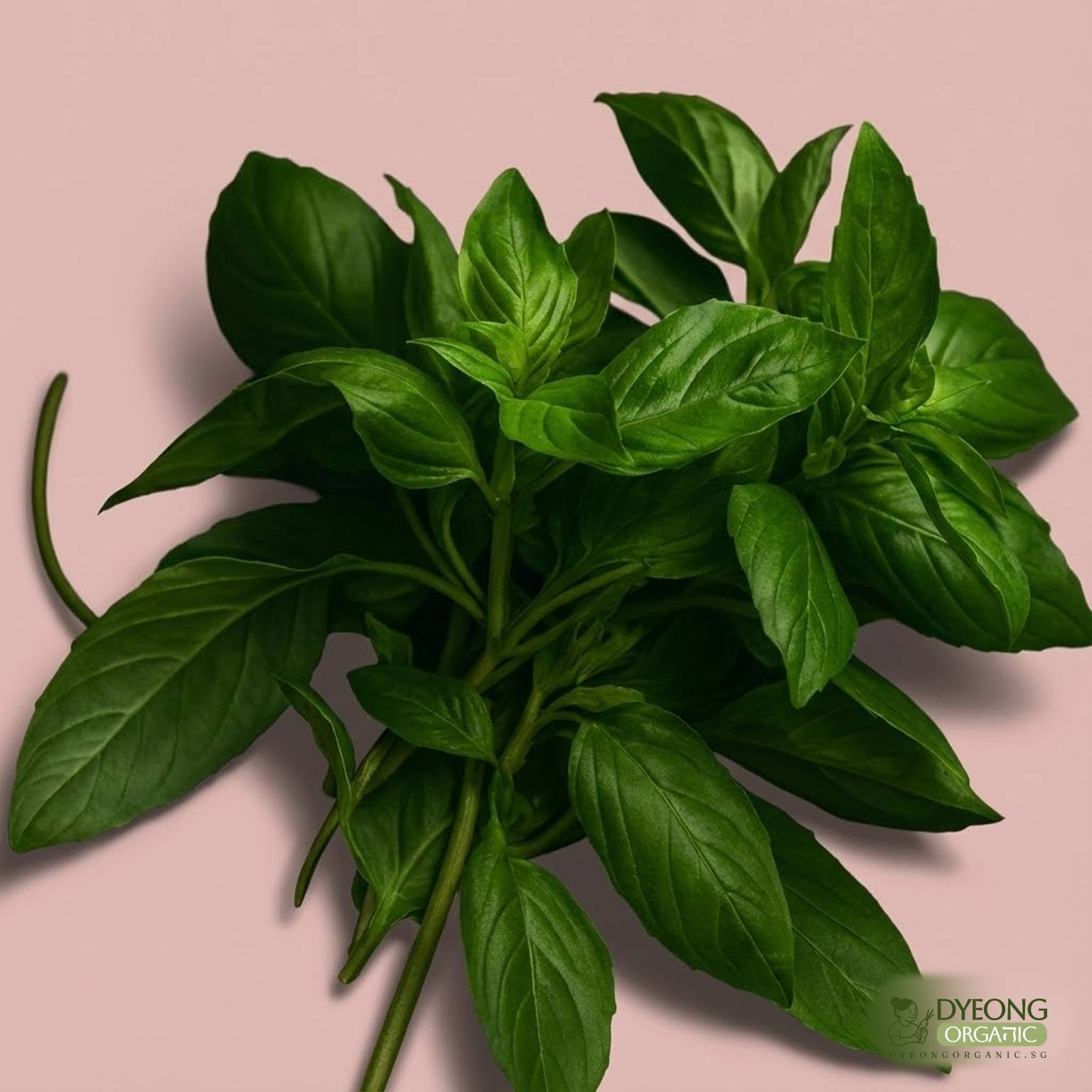 Organic Herbs - Basil (25g) Australia