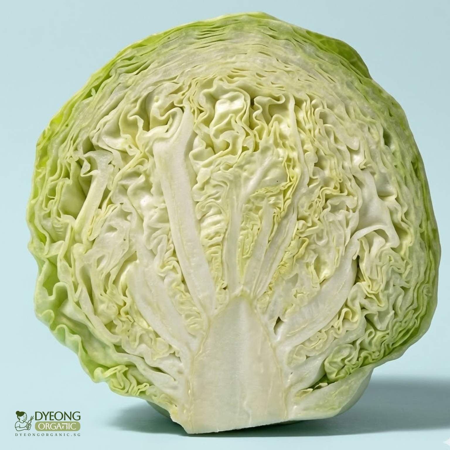 Organic Cabbage - Green (500g-cut) Australia