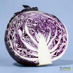 Organic Cabbage - Red (500g-cut) Australia