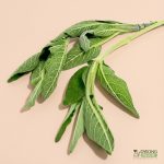 Organic Herbs - Sage (25g) Australia