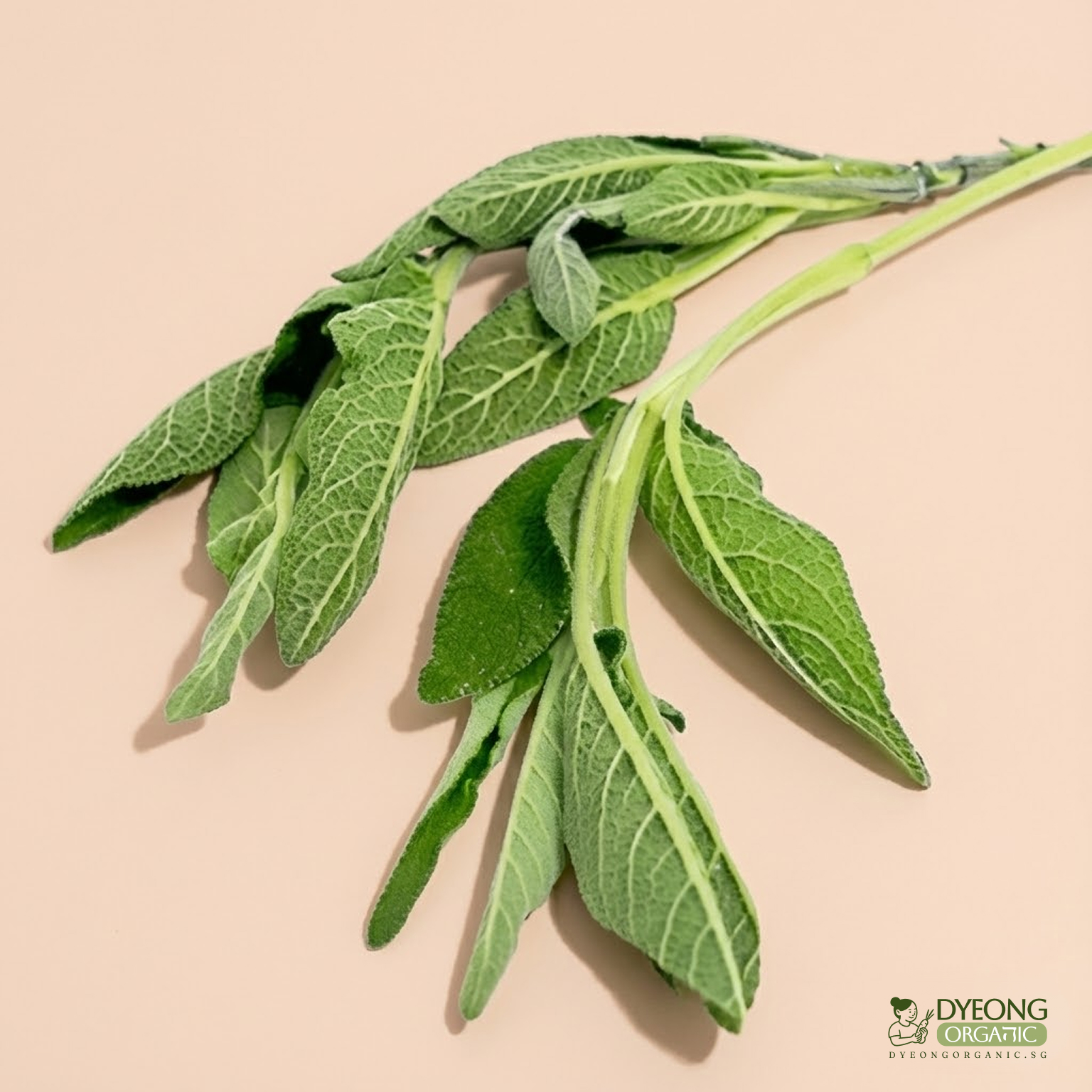 Organic Herbs - Sage (25g) Australia