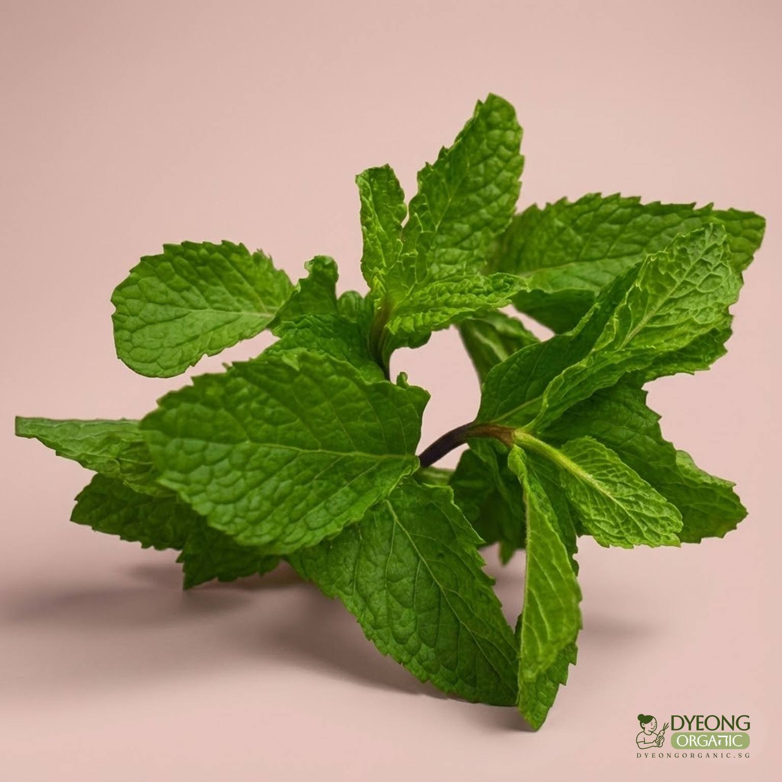 Organic Herbs - Mint (25g) Australia