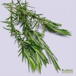 Organic Herbs - Rosemary (25g) Australia