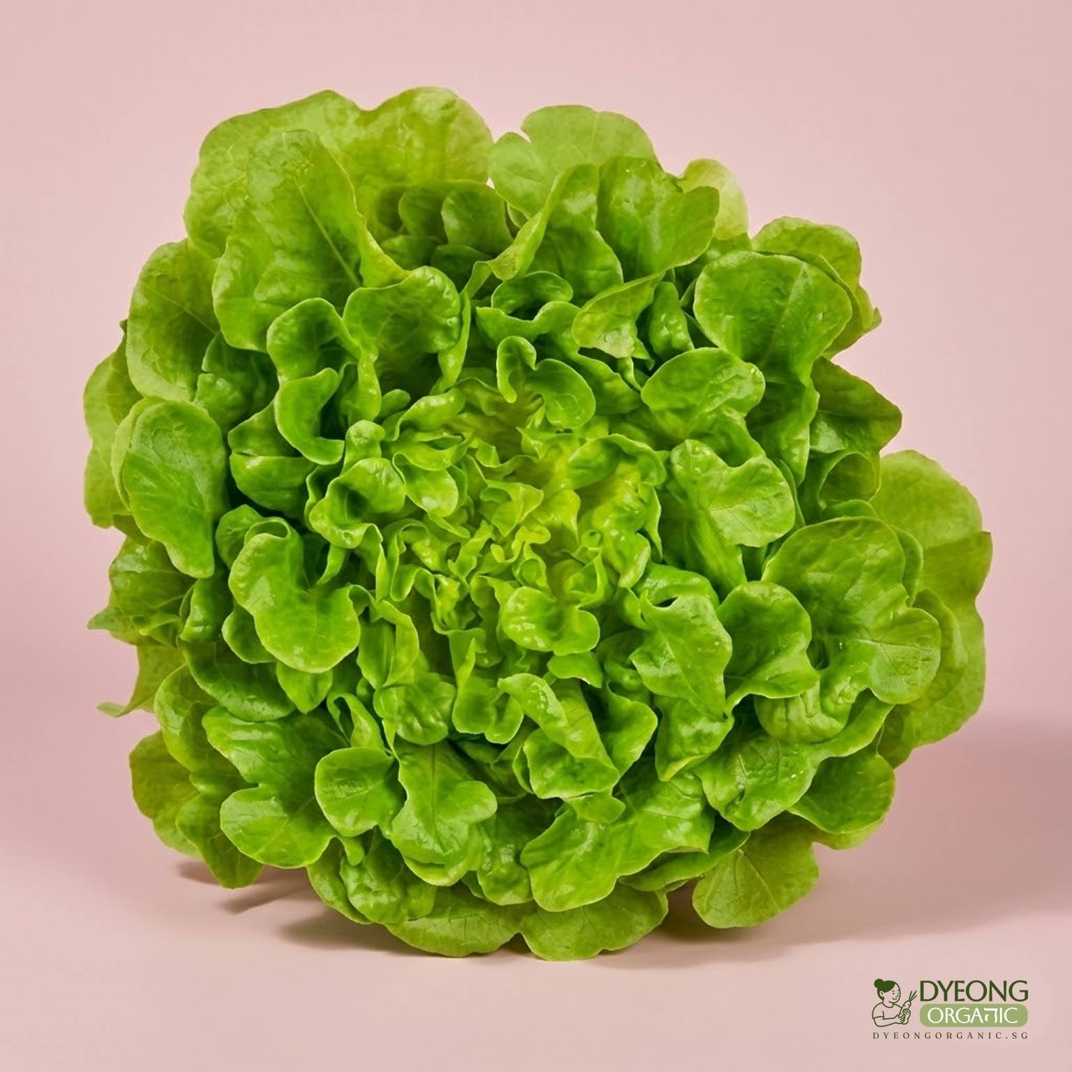 Organic Lettuce - Green Oak (250g) Australia