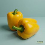 Organic Capsicum - Yellow (each) Australia