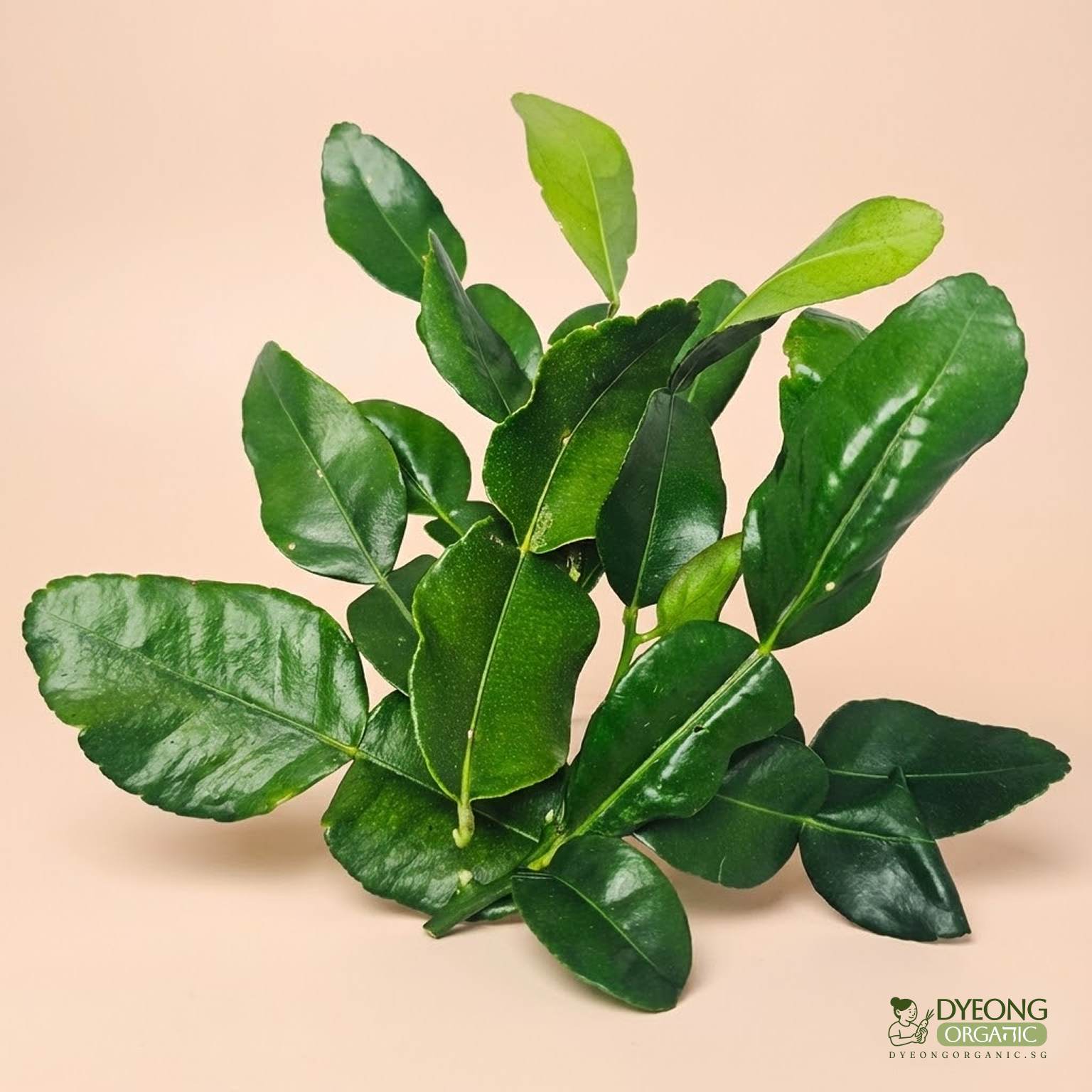 Organic Herbs - Kaffir Lime Leaves (25g)
