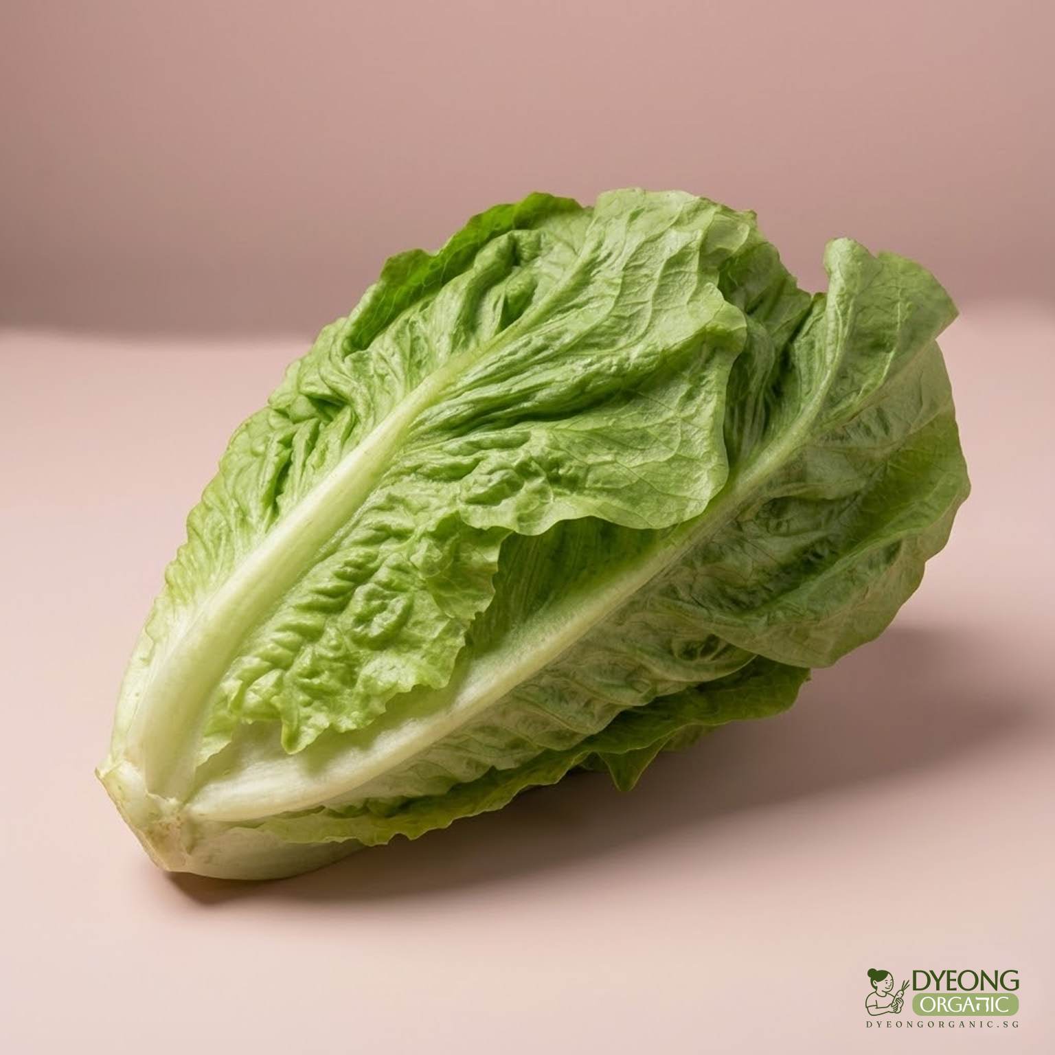 Organic Lettuce - Romaine (500g) Australia
