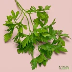 Organic Herbs - Coriander (25g) Australia