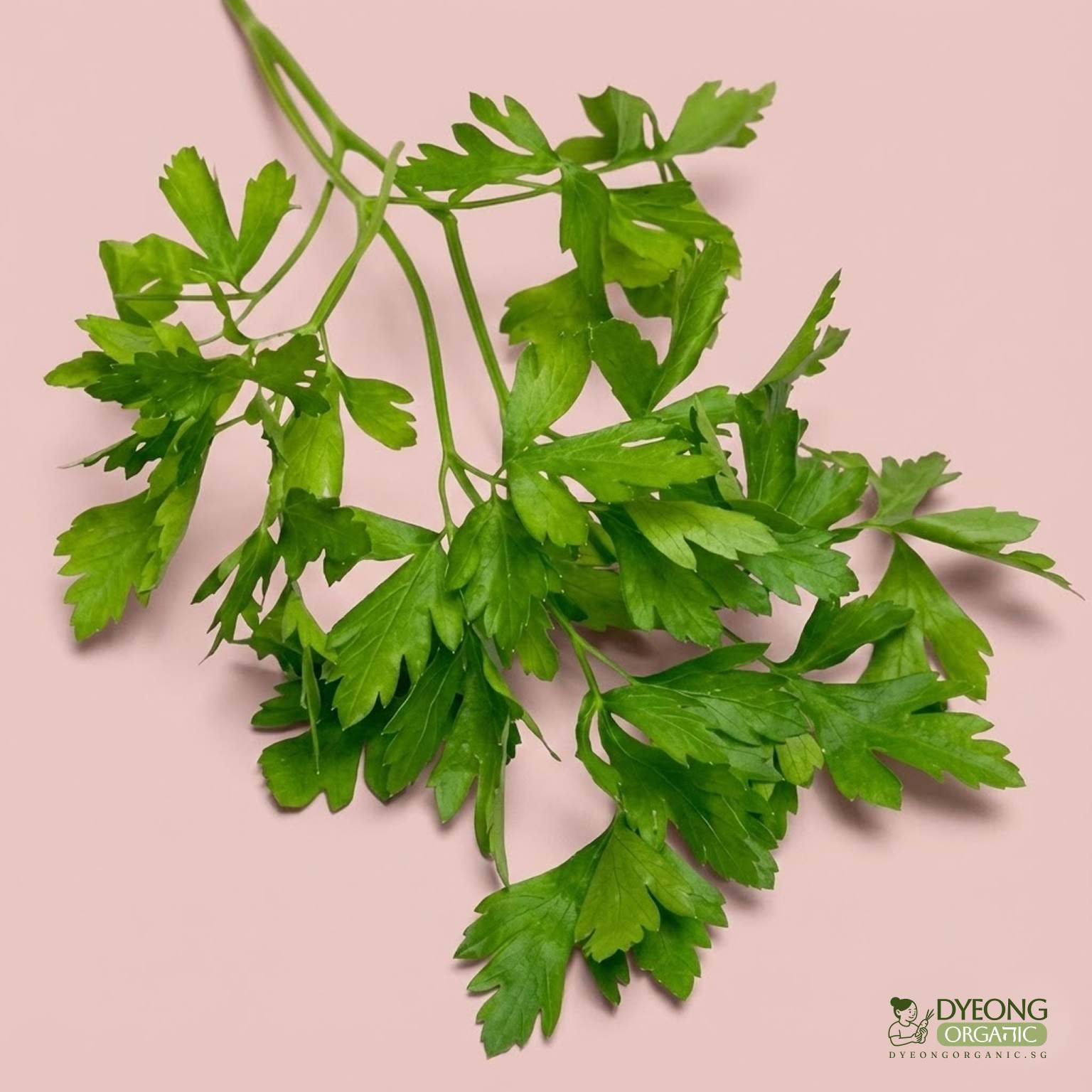 Organic Herbs - Parsley, Flat (25g) Australia