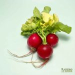 Organic Radish (150g) Australia